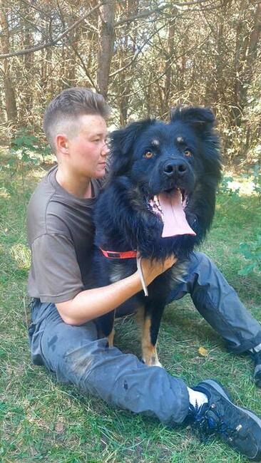 Przepiękny owczarek niemiec. WIRUS szuka domu, 2l, 36kg