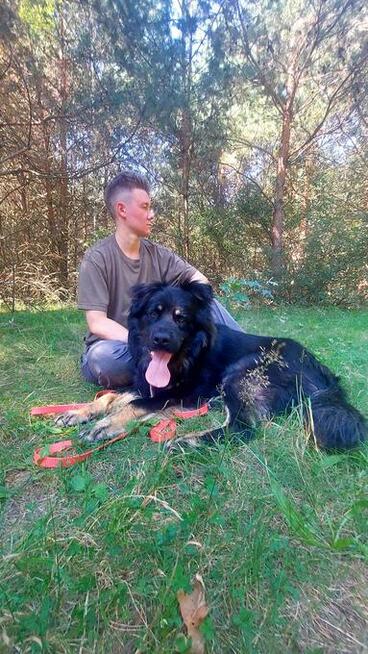 Przepiękny, duży pies w typie owczarka do adopcji, 2letni