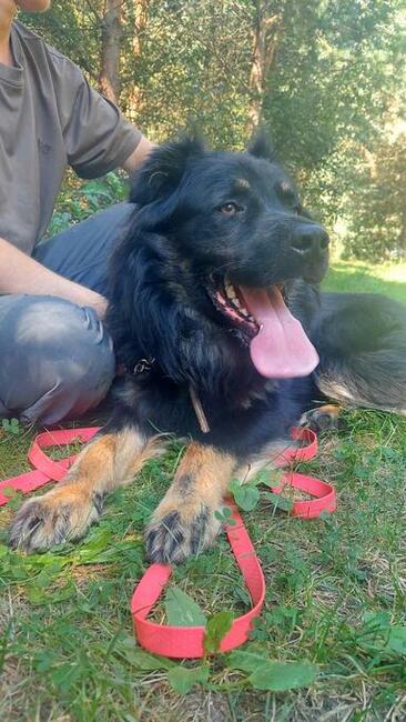 Przepiękny owczarek niemiec. WIRUS szuka domu, 2l, 36kg