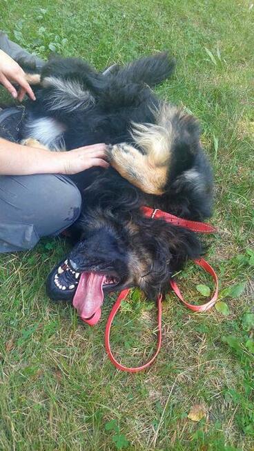 Przepiękny, duży pies w typie owczarka do adopcji, 2letni