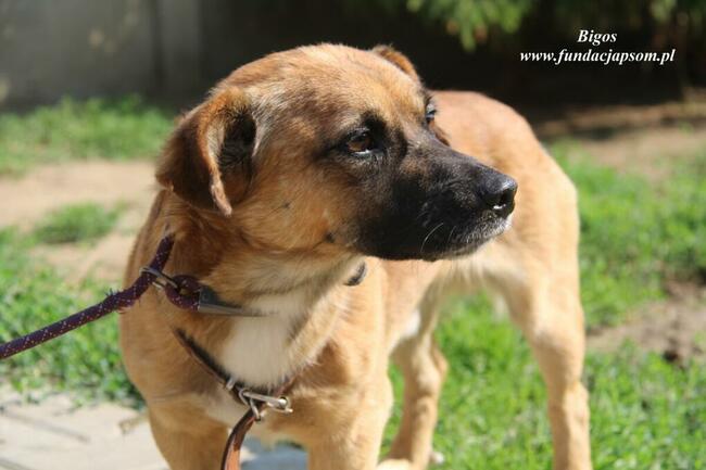 Bigos pies do adopcji