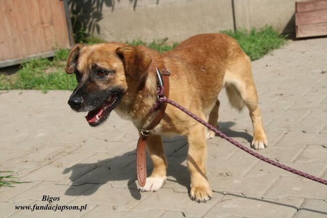 Bigos pies do adopcji