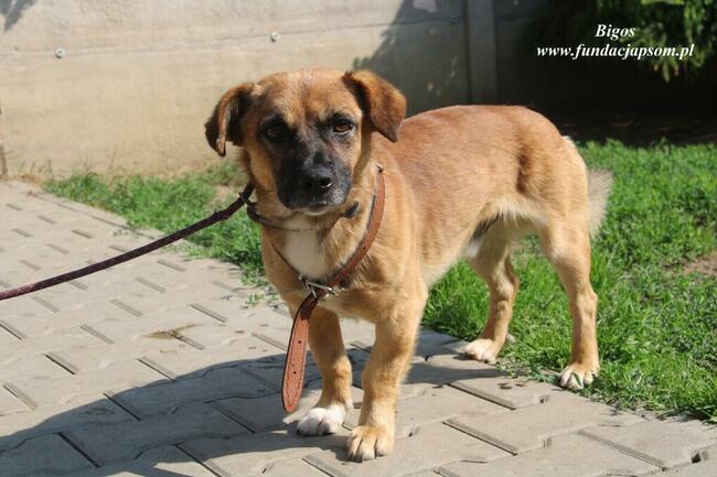 Bigos pies do adopcji