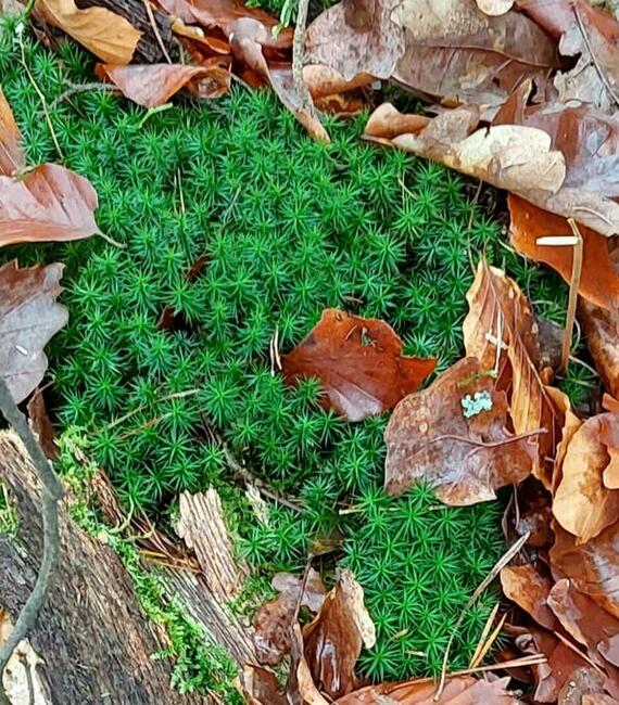Przewodnik ogrody i pałace