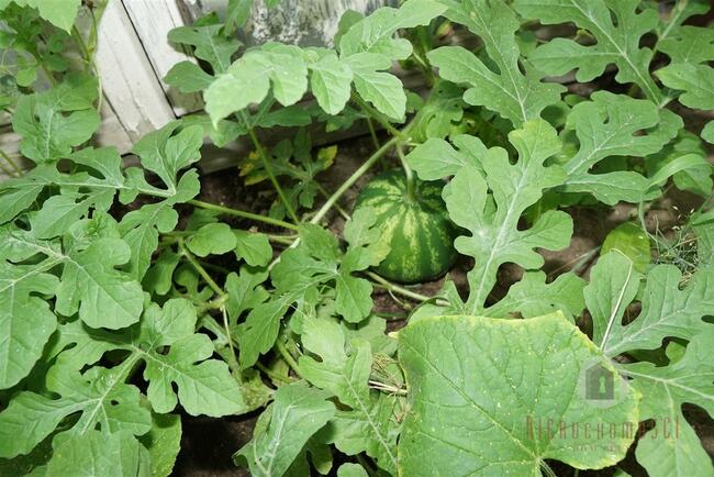 Zagospodarowana działka rekreacyjna - ROD "Stilon"