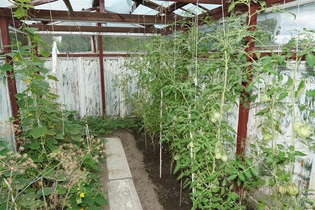 Zagospodarowana działka rekreacyjna - ROD "Stilon"