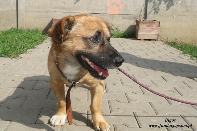 Bigos pies do adopcji