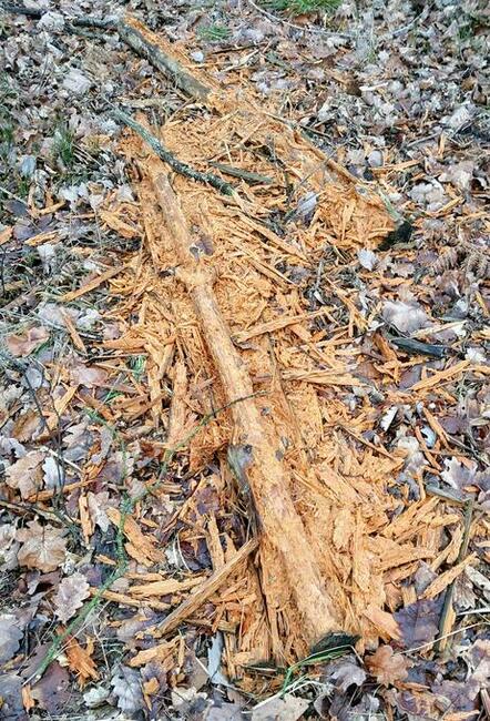 Przewodnik ogrody i pałace