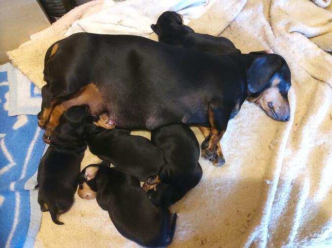 Sprzedam szczeniaki rasy jamnik