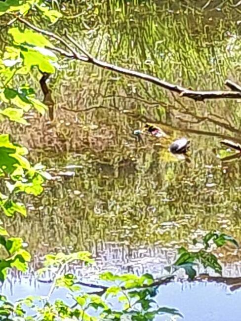 Przewodnik ogrody i pałace