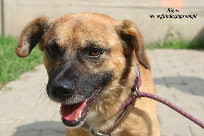 Bigos pies do adopcji