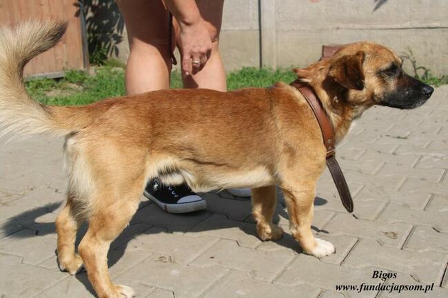 Bigos pies do adopcji