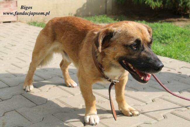 Bigos pies do adopcji