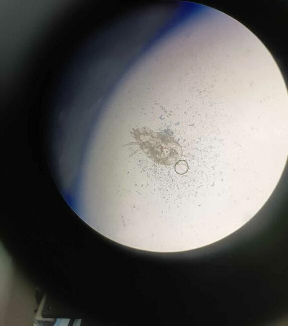 Pluskwa domowa, pluskwy, pozbądź się pluskwy, karaluchow