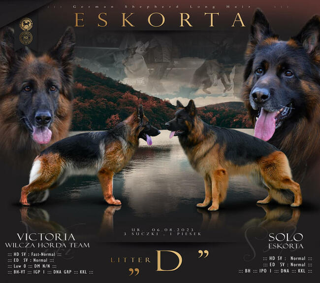 Szczenięta