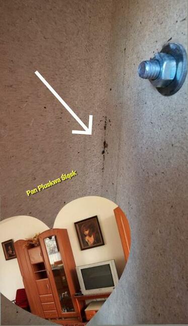 Pluskwa domowa, pluskwy, pozbądź się pluskwy, karaluchow