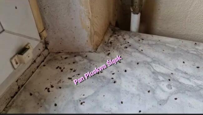 Pluskwa domowa, pluskwy, pozbądź się pluskwy, karaluchow