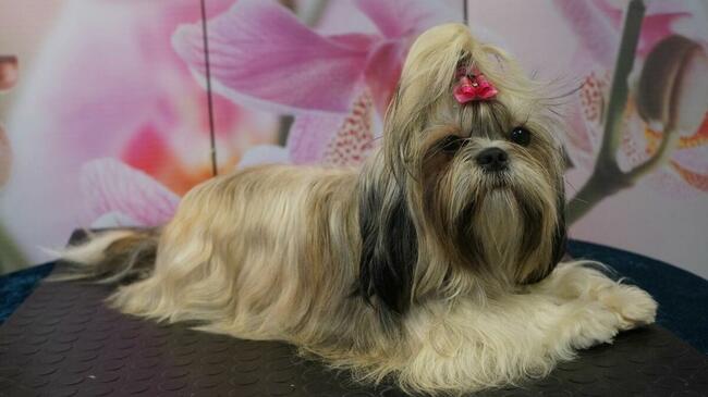 Shih-Tzu zachodniopomorskie