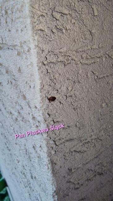 Pluskwa domowa, pluskwy, pozbądź się pluskwy, karaluchow