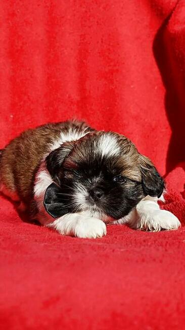 Shih-Tzu zachodniopomorskie