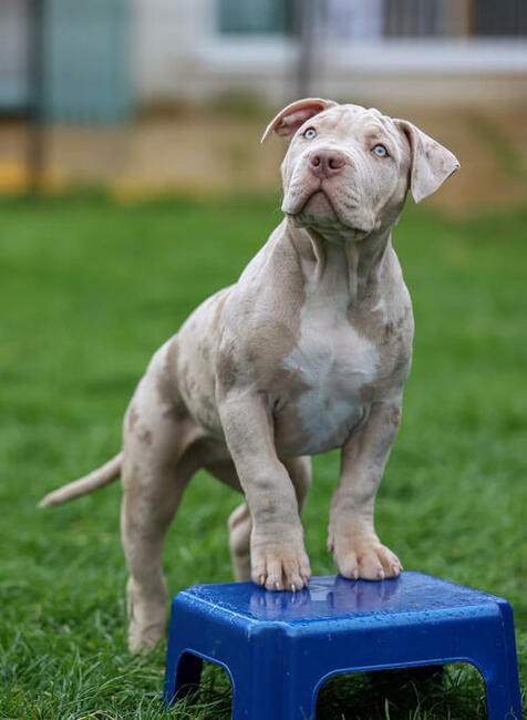 American Bully XL