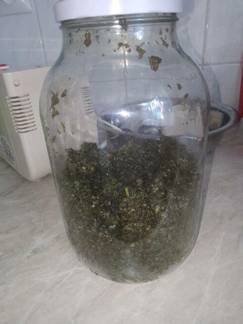 Domowy syropu z pokrzywy z dziko rosnącej