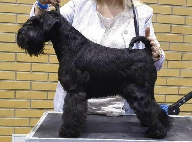 Sznaucer Miniaturowy Czarny ZKwP