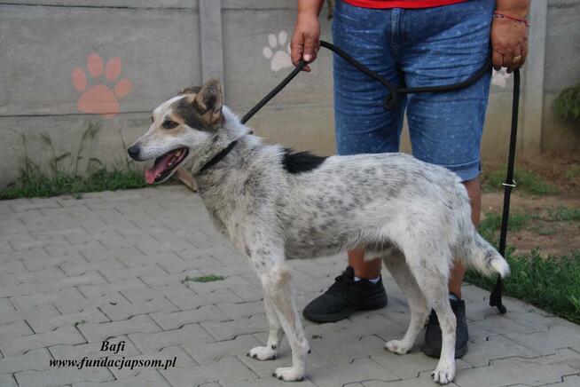 Bafi łagodny pies szuka człowieka