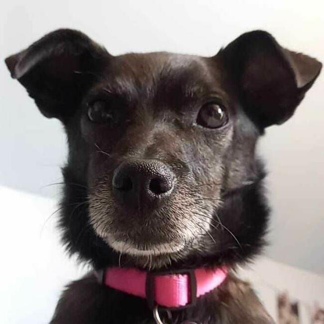 RUFIK psi ideał kochający ludzi i dzieci BŁAGA o domek