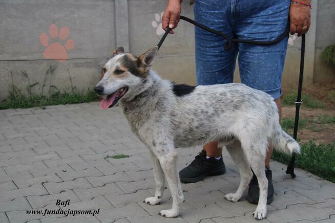 Bafi łagodny pies szuka człowieka