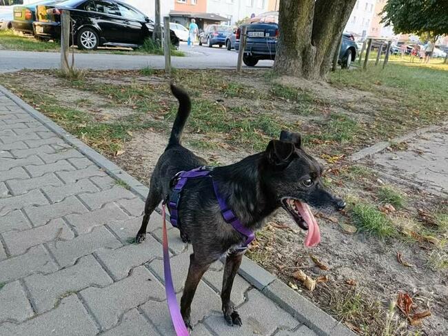 Kochany proludzki psiak marzy o kochającym domku