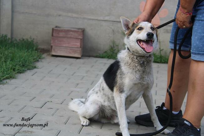 Bafi łagodny pies szuka człowieka