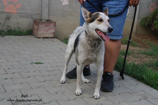 Bafi łagodny pies szuka człowieka