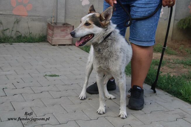 Bafi łagodny pies szuka człowieka