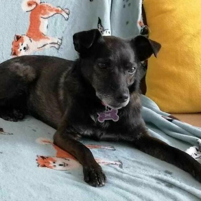 Kochany proludzki psiak marzy o kochającym domku