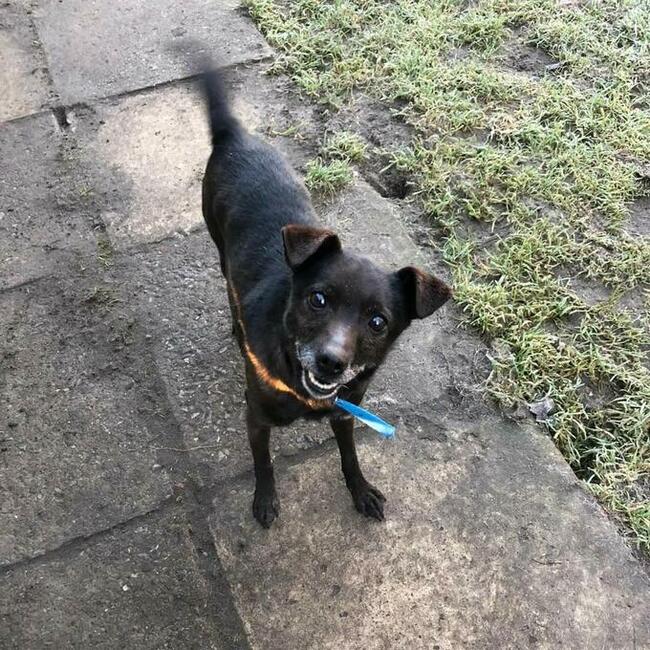 Cudowny psiak kochający ludzi BŁAGA PILNIE o ratunek