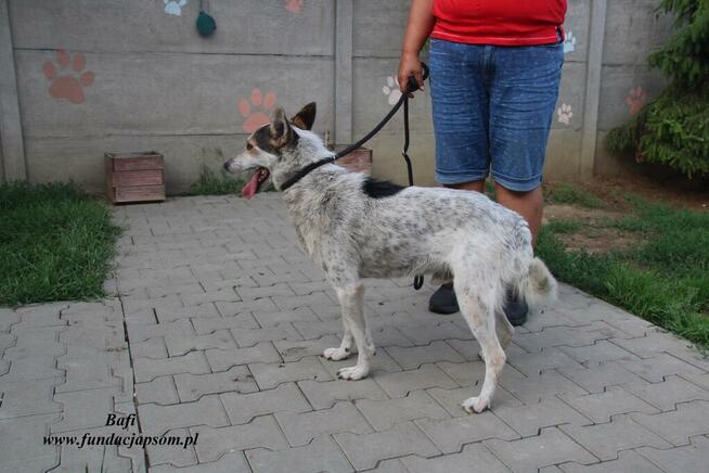 Bafi łagodny pies szuka człowieka