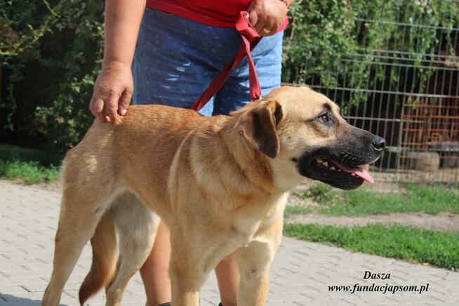 Dasza spokojna suka