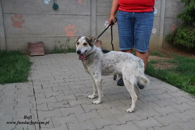 Bafi łagodny pies szuka człowieka