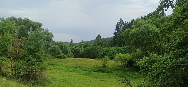 Sprzedam dużą działkę w Górach Sowich w lesie przy strumyku