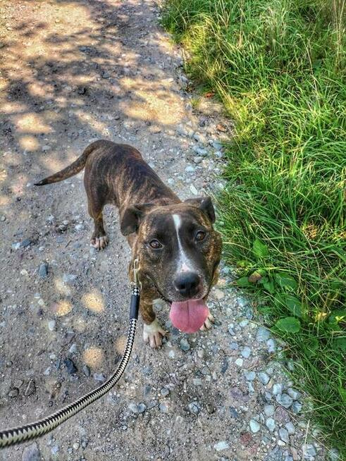 Aksa - fantastyczna suczka w typie TTB do pokochania!