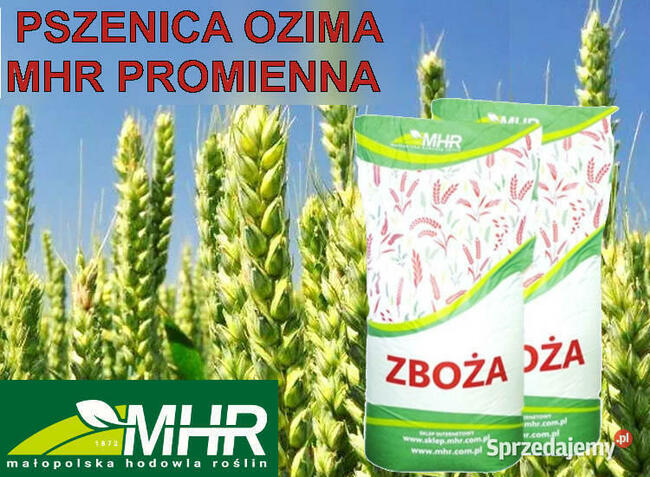 Materiał siewny C1 pszenica ozima MHR Promienna