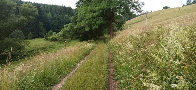 Sprzedam dużą działkę w Górach Sowich w lesie przy strumyku