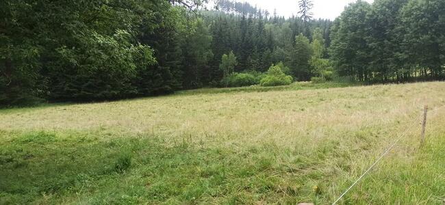 Sprzedam dużą działkę w Górach Sowich w lesie przy strumyku