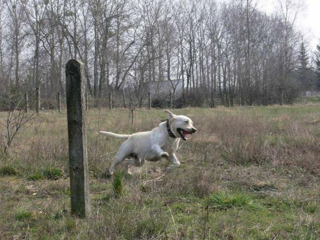 Domowa opieka nad psem