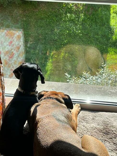 Domowa opieka nad psem