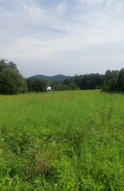 DZIAŁKA NA SPRZEDAŻ Chełmiec