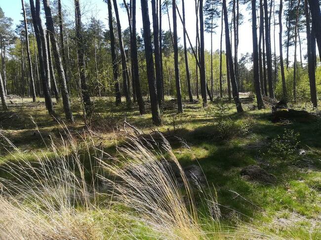 Sprzedam działke budowlaną w Dziwnowie