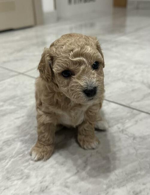 Bichon frise Pudel toy red bichpoo