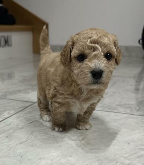 Bichon frise Pudel toy red bichpoo